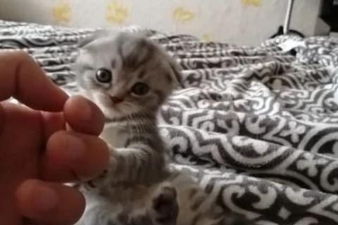 Продаю кошку. Шотландская. Фото1