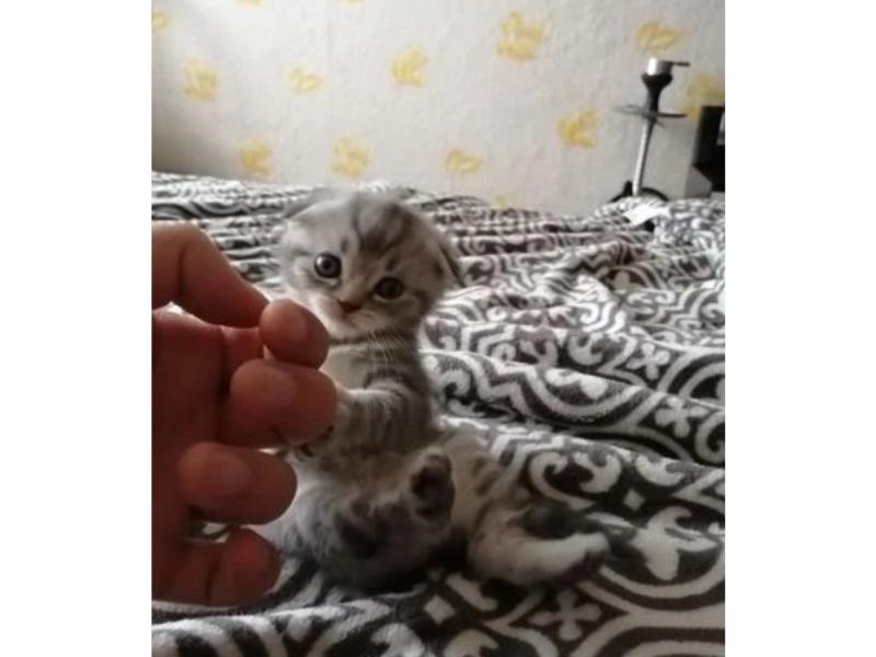 Продаю кошку