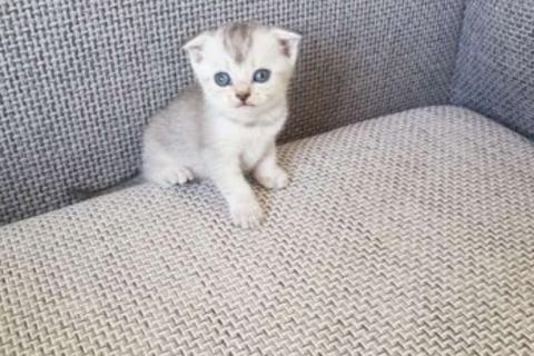 Продаю кошку. Шотландские котята. Фото3