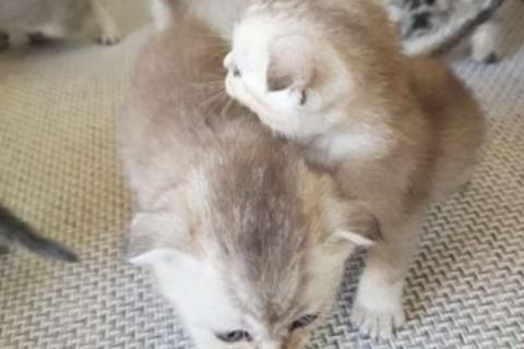 Продаю кошку. Шотландские котята. Фото4