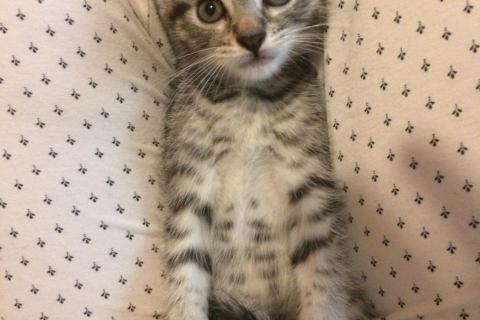 В дар кошку. Вислоухая кошечка в добрые руки. Фото1