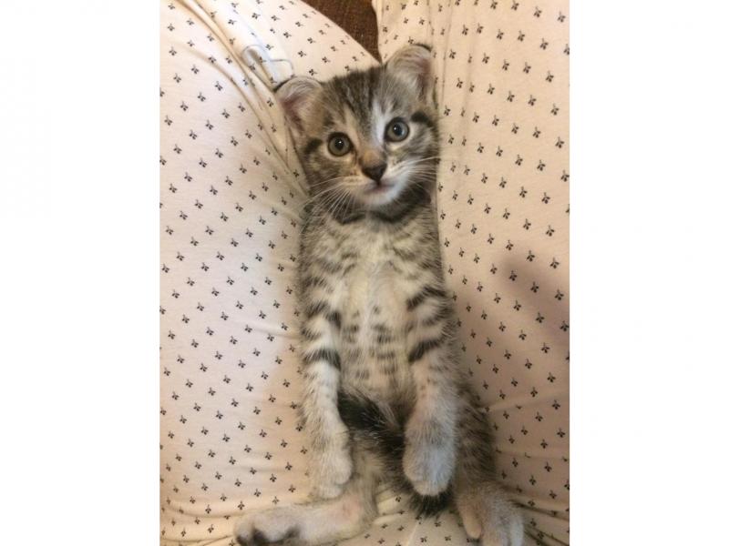 В дар кошку