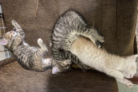 В дар кошку. Котята ищут хозяина. Фото1