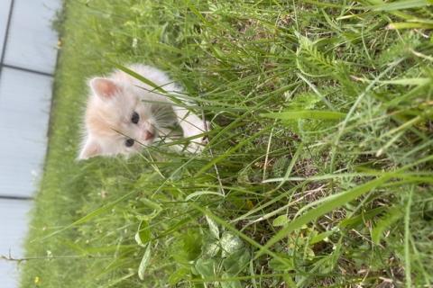 В дар кошку. Котята ищут хозяина. Фото2