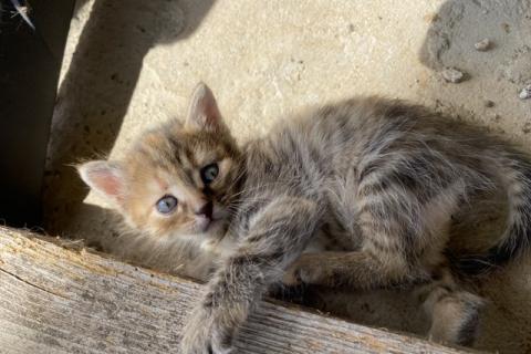 В дар кошку. Котята ищут хозяина. Фото3