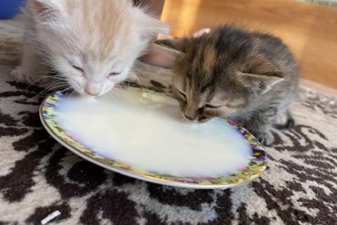 В дар кошку. Котята ищут хозяина. Фото4