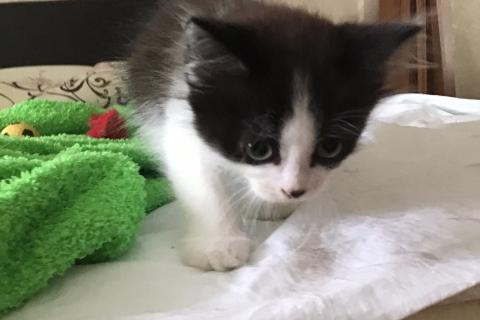 Продаю кошку. Милый котенок ищет дом. Фото1