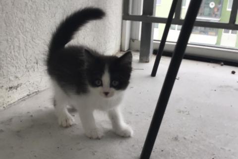 Продаю кошку. Милый котенок ищет дом. Фото2
