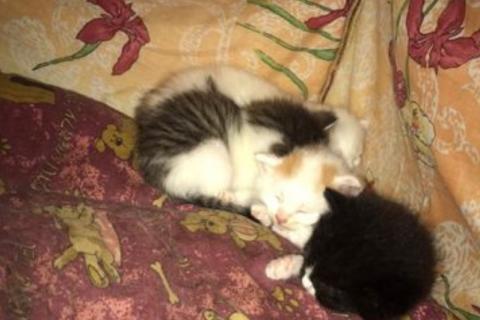 В дар кошку. Кошка. Фото1