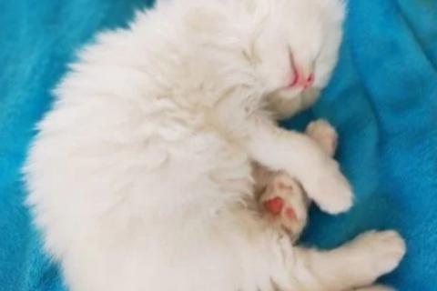Продаю кошку. Белые шотландские котята. Фото2