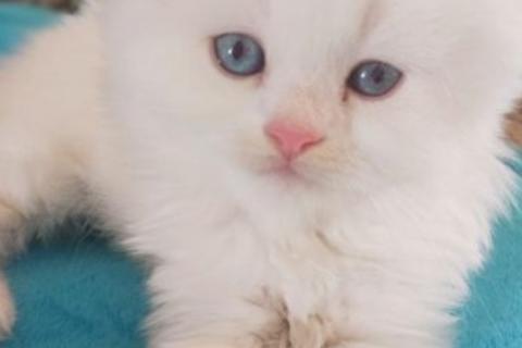 Продаю кошку. Белые шотландские котята. Фото3