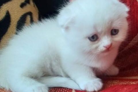 Продаю кошку. Белые шотландские котята. Фото4