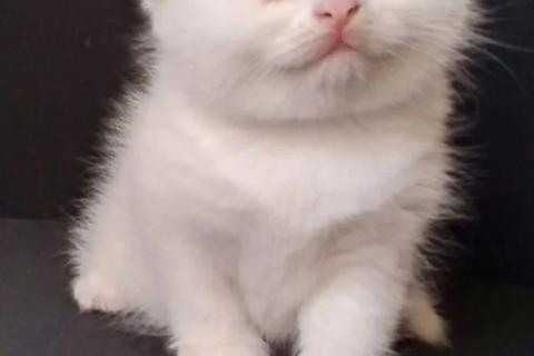Продаю кошку. Белые шотландские котята. Фото1