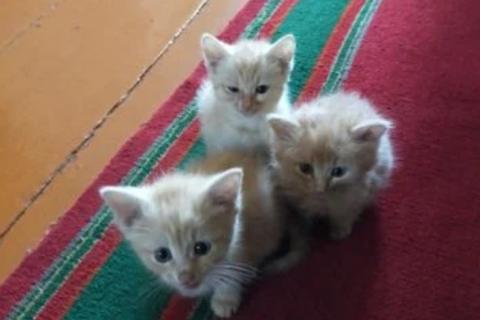 В дар кошку. Кошка. Фото1