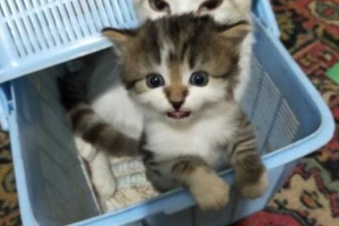 В дар кошку. Кошка. Фото3