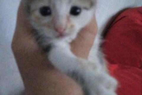 В дар кошку. Кошка. Фото3