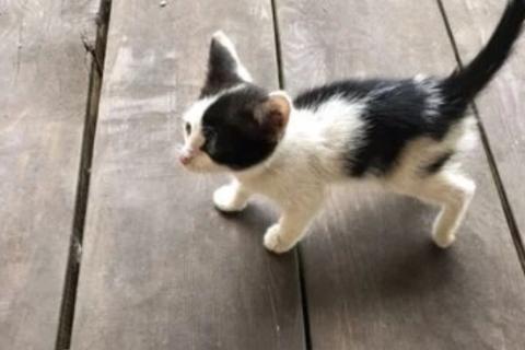 В дар кошку. Котята. Фото1