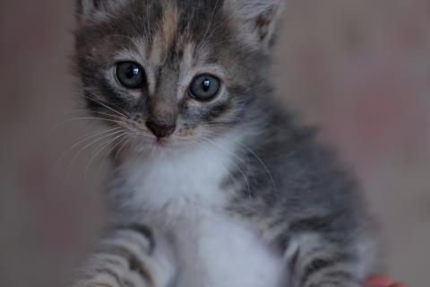 В дар кошку. Котенок - девочка, 2 мес.. Фото1