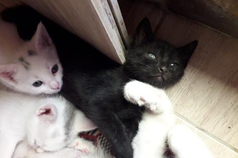 В дар кошку. Отдадим котят в добрые руки. Фото2