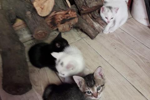 В дар кошку. Отдадим котят в добрые руки. Фото3