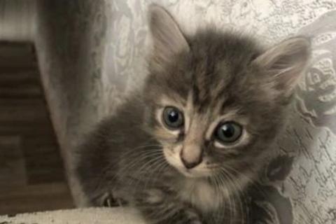 В дар кошку. Котята. Фото1