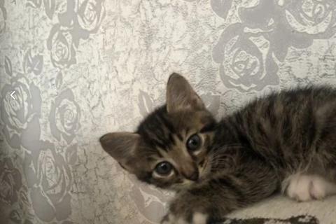 В дар кошку. Котята. Фото2