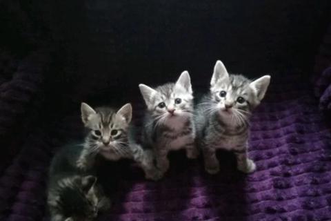 В дар кошку. Котята. Фото1
