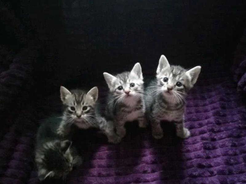 В дар кошку