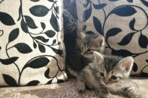 В дар кошку. Котята. Фото2