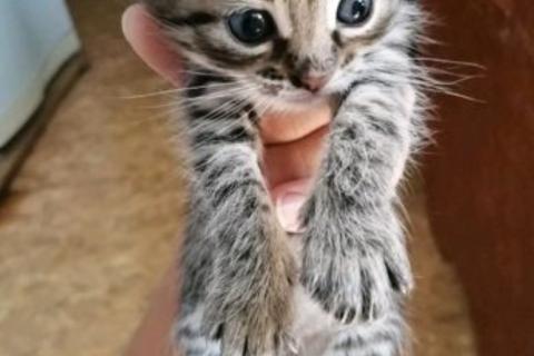 В дар кошку. Котята. Фото3