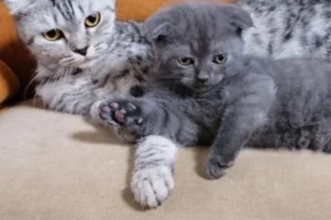 Продаю кошку. Шотландская. Фото1