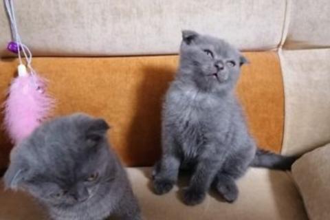 Продаю кошку. Шотландская. Фото4