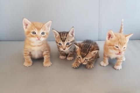 В дар кошку. Котята ищут "дом". Фото1