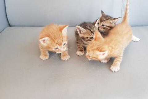 В дар кошку. Котята ищут "дом". Фото2