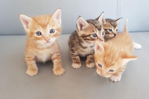 В дар кошку. Котята ищут "дом". Фото3