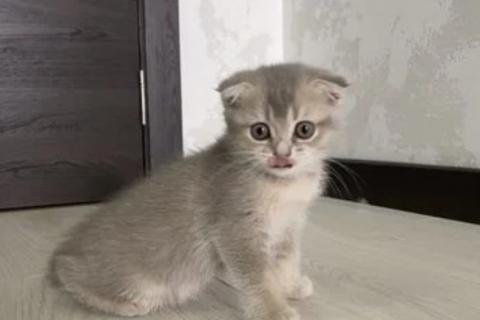Продаю кошку. Продам котенка (девочка). Фото1