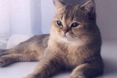 Продаю кошку. Продам котенка (девочка). Фото3
