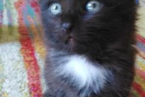 Продаю кошку. Котята. Фото1