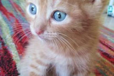 Продаю кошку. Котята. Фото2