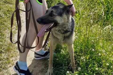 В дар собаку. молодой метис восточно-европейской овчарки. Фото3