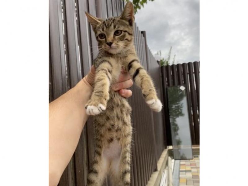 В дар кошку