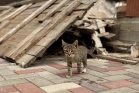 В дар кошку. Котята в добрые руки. Фото4