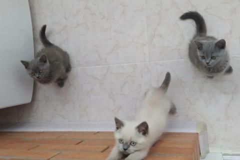 Продаю кошку. Шотландские котята. Фото1