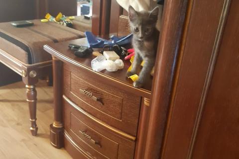 В дар кошку. Котенок. Фото2