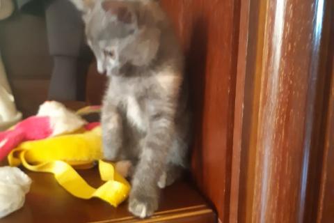 В дар кошку. Котенок. Фото3