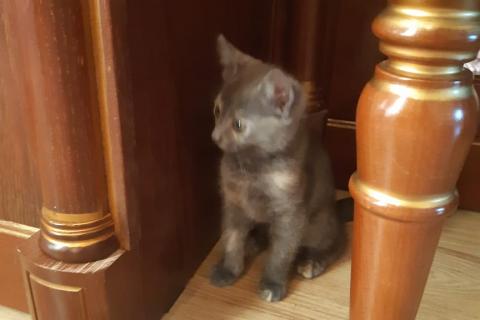 В дар кошку. Котенок. Фото4