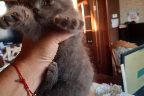 Продаю кошку. Котенок шотландский прямоухий скоттиш страйт. Фото2