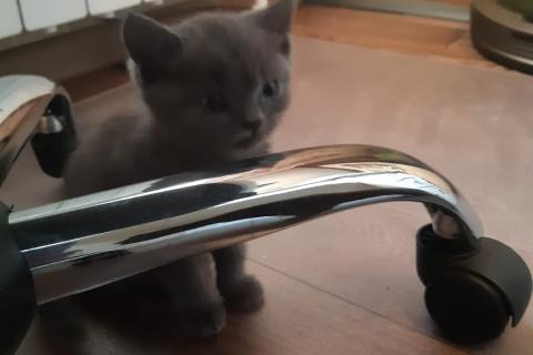 Продаю кошку. Котенок шотландский прямоухий скоттиш страйт. Фото3