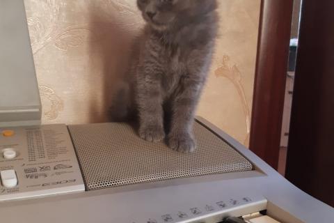 Продаю кошку. Котенок шотландский прямоухий скоттиш страйт. Фото4