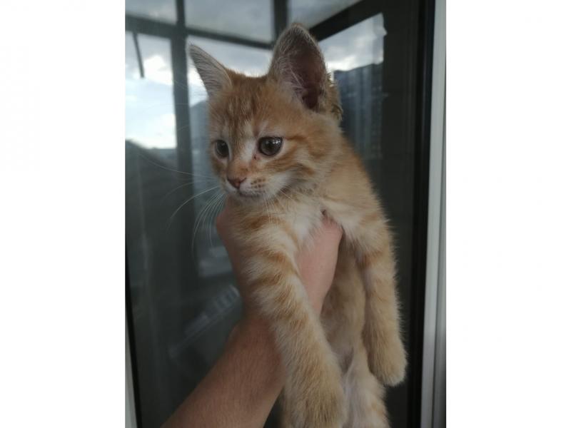 Потерял/Нашел кошку